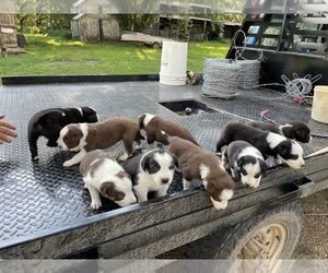 Border Collie Puppy for sale in ALCESTER, SD, USA