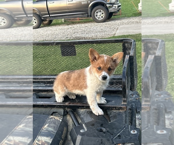 Medium Photo #34 Pembroke Welsh Corgi Puppy For Sale in DRAKESVILLE, IA, USA