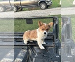 Small #17 Pembroke Welsh Corgi