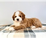 Small #2 Bernedoodle (Miniature)