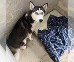 Small Siberian Husky