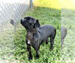 Small #4 Mutt