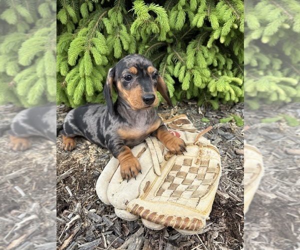 Medium Photo #2 Dachshund Puppy For Sale in MIDDLEBURY, IN, USA