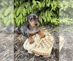 Small #1 Dachshund