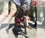 Small #4 American Pit Bull Terrier-Labrador Retriever Mix