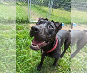 Kora - Female American Pit Bull Terrier-Mountain Cur Mix Dog for Adoption - Photo #10