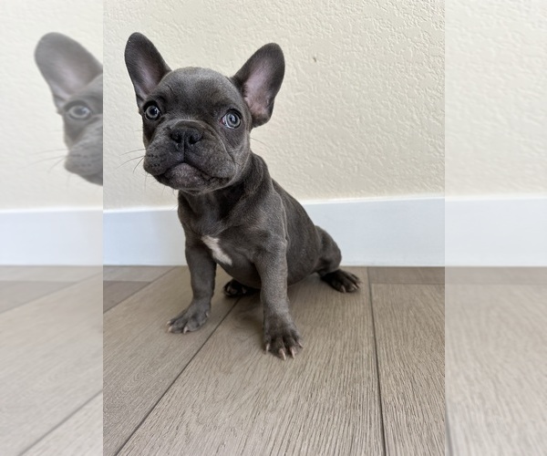 Medium Photo #5 French Bulldog Puppy For Sale in BAKERSFIELD, CA, USA