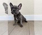 Small #4 French Bulldog