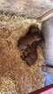 Small Photo #1 Redbone Coonhound Puppy For Sale in BOSLER, WY, USA