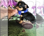Small Photo #2 Chihuahua Puppy For Sale in TRACY, CA, USA