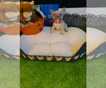 Dior - Male French Bulldog Puppy for Sale - Photo #6