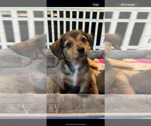 American Pit Bull Terrier-Chihuahua Mix Dogs for adoption in Springdale, PA, USA