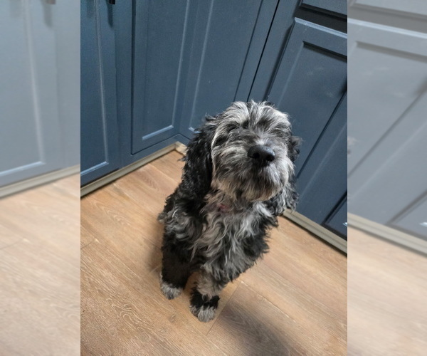 Medium Photo #1 Goldendoodle Puppy For Sale in CRAWFORDSVILLE, IN, USA