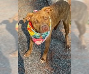 Mutt Dogs for adoption in Shillington, PA, USA