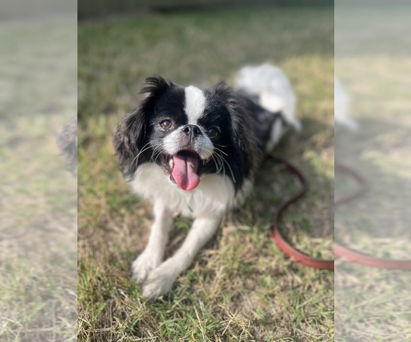 Medium Photo #4 Japanese Chin Puppy For Sale in SUMMERVILLE, SC, USA