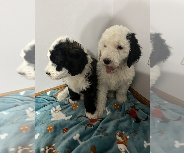 Medium Photo #5 Sheepadoodle Puppy For Sale in YATES CENTER, KS, USA