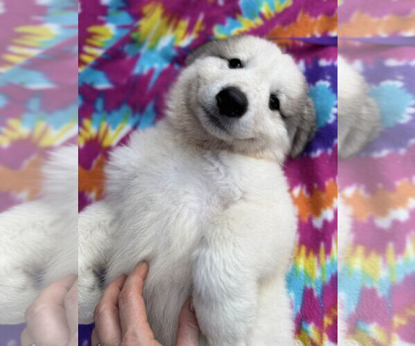 Medium Photo #3 Great Pyrenees Puppy For Sale in Spring, TX, USA