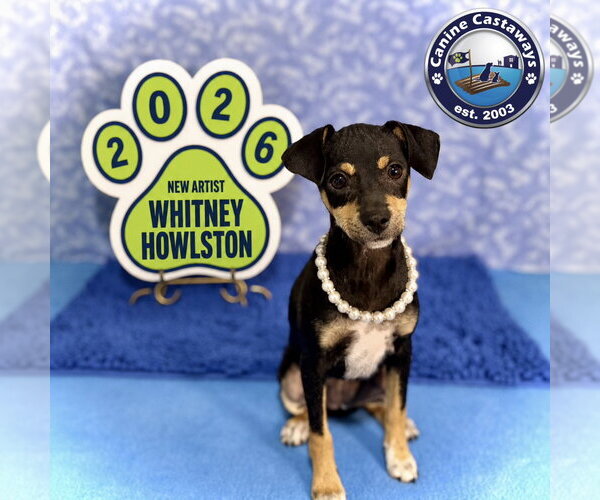 Medium Photo #5 American Rat Pinscher Puppy For Sale in Arcadia, FL, USA