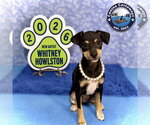 Small #4 American Rat Pinscher