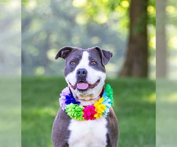 Medium Photo #1 Mutt Puppy For Sale in Unionville, PA, USA