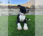 Small #5 American Pit Bull Terrier-Labrador Retriever Mix