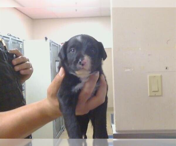 Medium Photo #1 Labrador Retriever Puppy For Sale in Sacramento, CA, USA