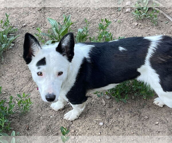 Medium Photo #1 Border Collie-Pembroke Welsh Corgi Mix Puppy For Sale in Denver , CO, USA