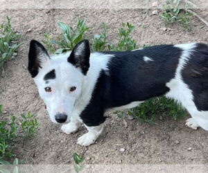 Border Collie-Pembroke Welsh Corgi Mix Dogs for adoption in Denver , CO, USA