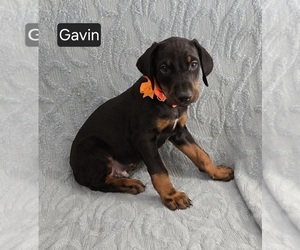 Doberman Pinscher Puppy for sale in POMEROY, OH, USA