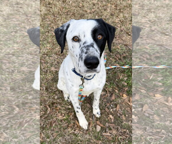 Medium Photo #4 Lab-Pointer Puppy For Sale in Attalka, AL, USA