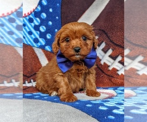 Cavapoo Puppy for sale in QUARRYVILLE, PA, USA