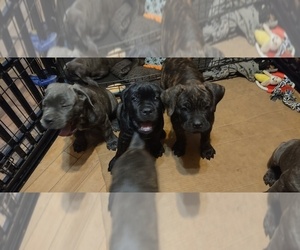 Cane Corso Puppy for sale in JACKSON, GA, USA