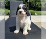 Small #3 Bernedoodle (Miniature)