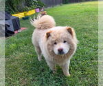 Small Chow Chow