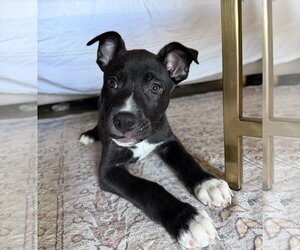 American Staffordshire Terrier-Unknown Mix Dogs for adoption in Holly Springs, NC, USA