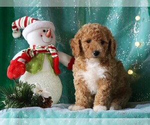 Labradoodle-Poodle (Miniature) Mix Puppy for sale in FREDERICKSBG, OH, USA