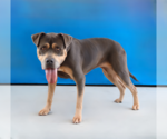 Small #1 Mutt