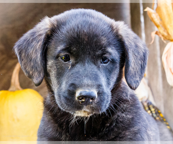 Medium Photo #2 Golden Retriever-Pembroke Welsh Corgi Mix Puppy For Sale in WAKARUSA, IN, USA