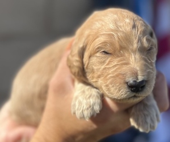Medium Photo #5 Goldendoodle Puppy For Sale in PHOENIX, AZ, USA