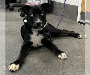 Siberian Husky-Unknown Mix Dogs for adoption in Forestville, MD, USA