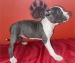 Small Photo #21 American Pit Bull Terrier Puppy For Sale in TRENTON, NJ, USA