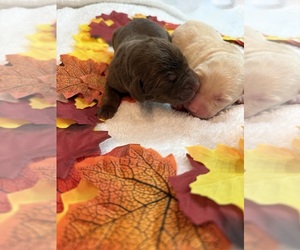 Labrador Retriever Puppy for sale in FORT LAUDERDALE, FL, USA