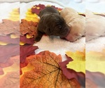 Sun - Female Labrador Retriever Puppy for Sale - Small photo
