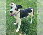 Small Rat Terrier Mix