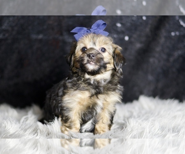 Medium Photo #4 YorkiePoo Puppy For Sale in WARSAW, IN, USA