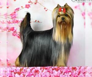 Father of the Yorkshire Terrier puppies born on 04/07/2025