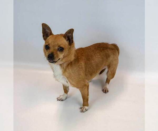 Medium Photo #6 Chihuahua-Unknown Mix Puppy For Sale in Kennesaw, GA, USA
