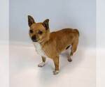 Small #5 Chihuahua Mix