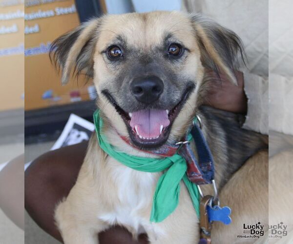 Medium Photo #1 Mutt Puppy For Sale in Washington, DC, USA