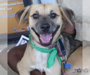 Mutt Dogs for adoption in Washington, DC, USA